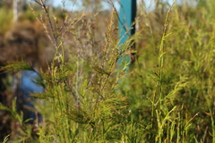 Baloskion tetraphyllum