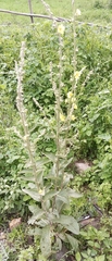 Verbascum