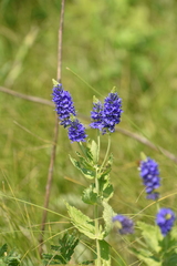 Veronica teucrium