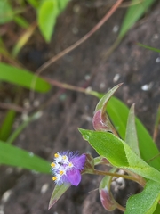 Cyanotis fasciculata