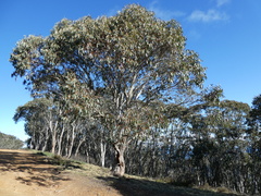 Eucalyptus pauciflora