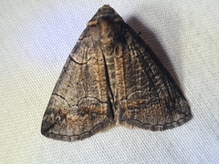 Dysbatus singularis