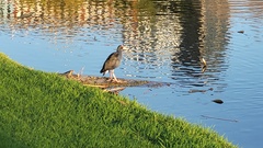 Porphyrio melanotus