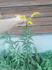 Solidago gigantea