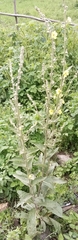 Verbascum