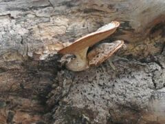 Cerioporus squamosus