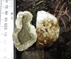 Protubera parvispora