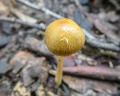 Agaricales