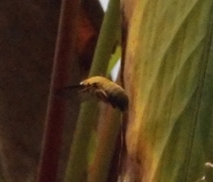 Xylocopa aestuans