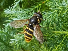 Sericomyia silentis
