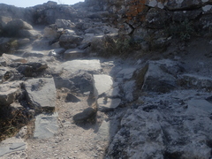 Lasiommata