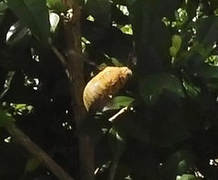 Xylocopa aestuans