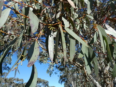 Eucalyptus pauciflora