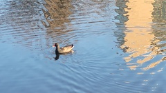 Gallinula tenebrosa