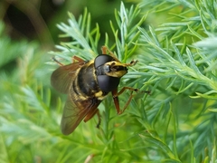 Sericomyia silentis