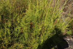 Baloskion tetraphyllum