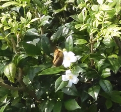 Xylocopa aestuans