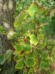 Ribes rubrum