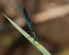 Calopteryx