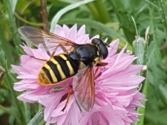 Sericomyia silentis