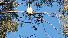 Microcarbo melanoleucos