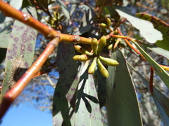 Eucalyptus pauciflora