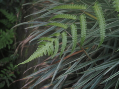 Diplazium dilatatum