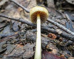 Agaricales