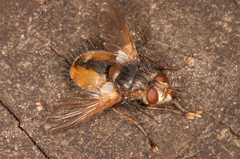 Tachina fera