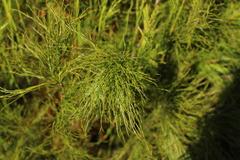 Baloskion tetraphyllum