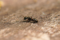 Camponotus fallax