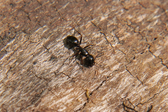 Camponotus fallax