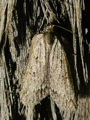 Neoteristis paraphanes