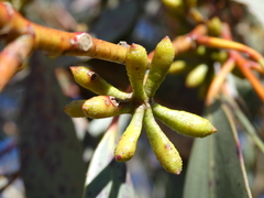 Eucalyptus pauciflora