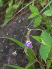 Cyanotis fasciculata