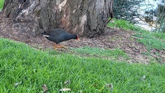Gallinula tenebrosa