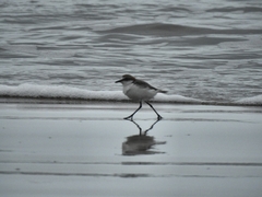 Charadrius ruficapillus