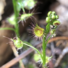 Drosera auriculata