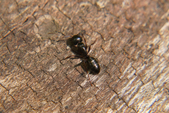 Camponotus fallax