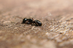 Camponotus fallax