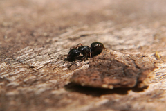 Camponotus fallax
