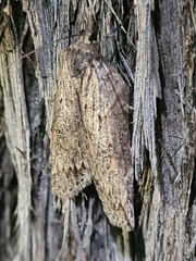 Neoteristis paraphanes
