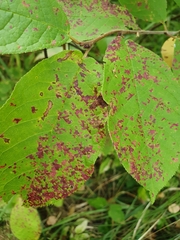 Pucciniastrum areolatum