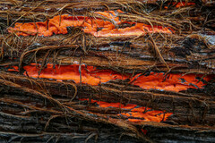 Dictydiaethalium plumbeum