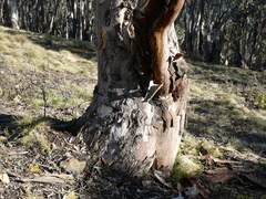 Eucalyptus pauciflora