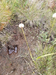 Eriophorum virginicum