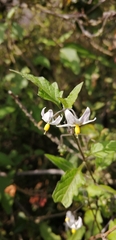 Solanum furcatum