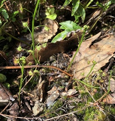 Drosera auriculata