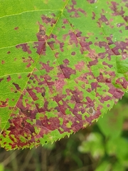 Pucciniastrum areolatum
