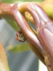 Australomisidia pilula